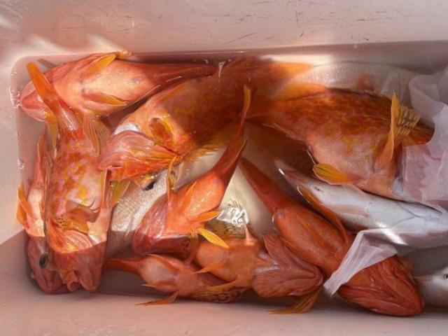 ��5����ۡԸ����պ������ܡ����ץ��