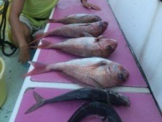 マダイ釣りプラン☆コマセ・氷付き♪