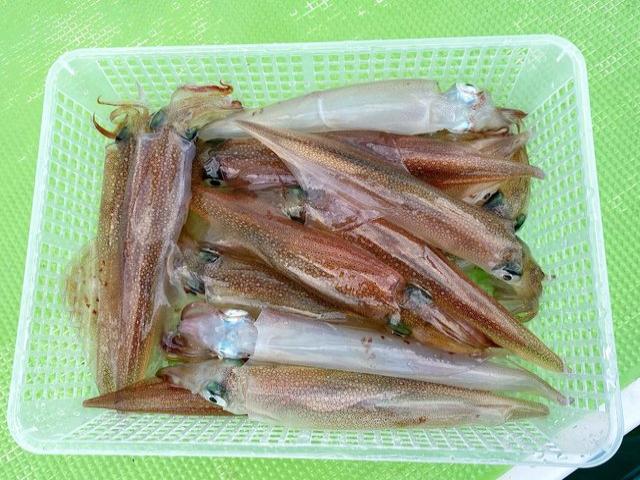 ꥤꢡʳץ󡪡1,000/OFF