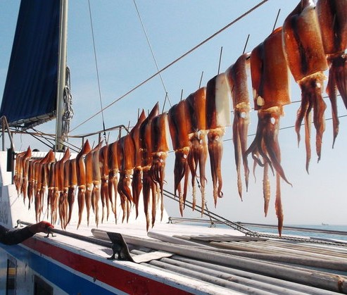 ヤリイカ・スルメイカ釣りプラン☆氷付き!☆釣って楽しい♪食べて美味しい!