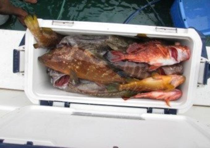 <午前>近海ジギング釣りプラン