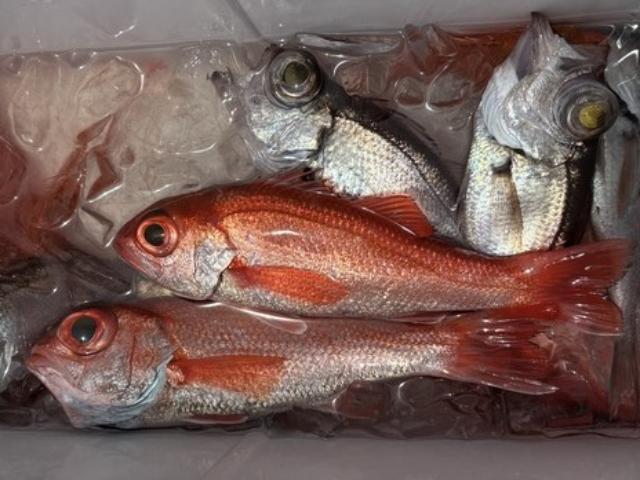 ◇午前◇アカムツ釣りプラン☆女性・子ども割あり☆エサ・氷付き!