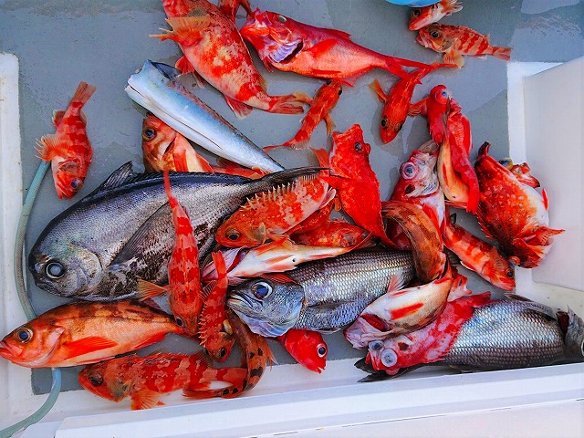 前日割用 中深場アラ五目釣りプラン 軽食無し レンタルは要事前連絡 前日割予約プラン詳細 海釣り 釣り船予約サイト キャスティング釣り船予約 前日割用 中深場アラ五目釣りプラン 軽食無し レンタルは要事前連絡 前日割予約プラン詳細 海釣り 釣り船予約サイト キャスティング釣り船予約