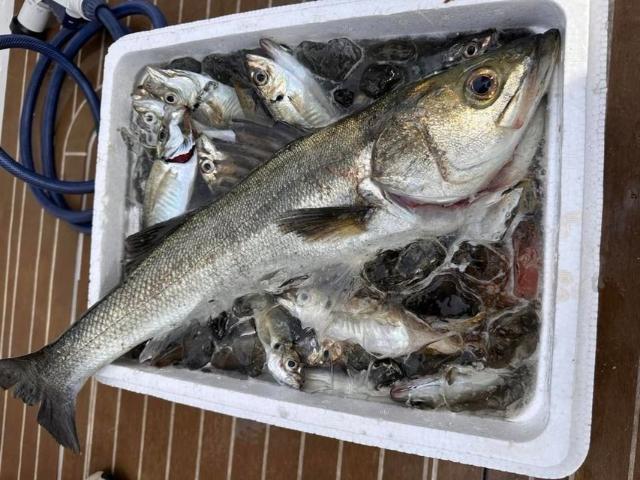 季節の釣り物を狙う!■ターゲット選択制のチャータープラン■