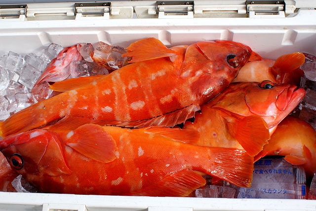 テンヤでロックフィッシュ(根魚)釣りプラン