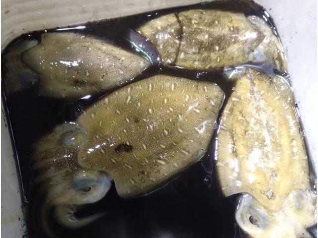 墣ƥåץ󡦥ꥤץ3ԡ