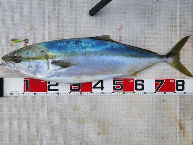 【土日祝日】<6時出船〜14時帰港>8時間便 貸し切りプラン【ご希望の魚種を要望欄にご記載ください】