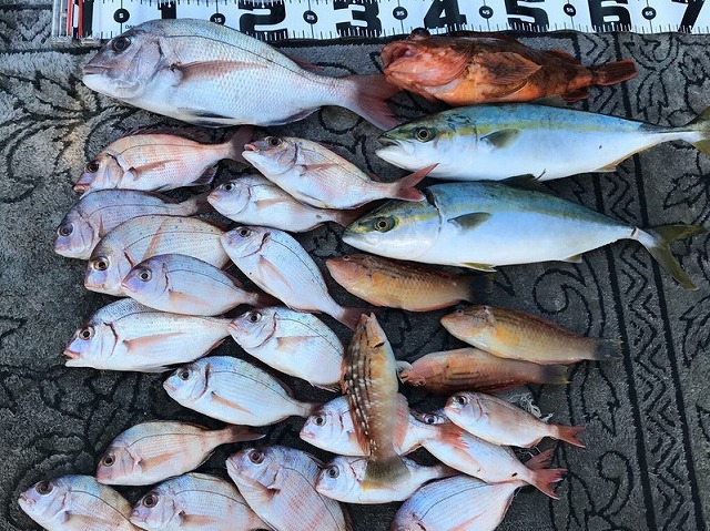 ��1��餳����ۤҤȤĥƥ�俿��������ץ��������������Τ�����ʡ�1��44,000�ߤ������ڡ���