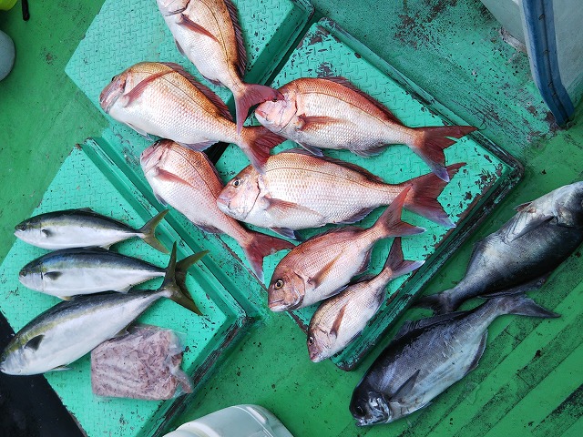 �����������ˡ�1���ء�����(����)���1���������ʥץ��᥿����С��������б�����