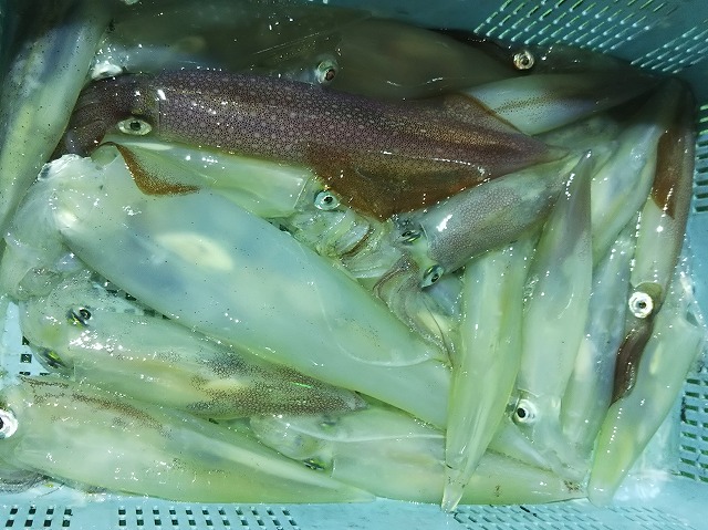 ���ڡ����������ˡ����ء� (Ⱦ����ꡢ������Фǵ��������Υ�졼�����)