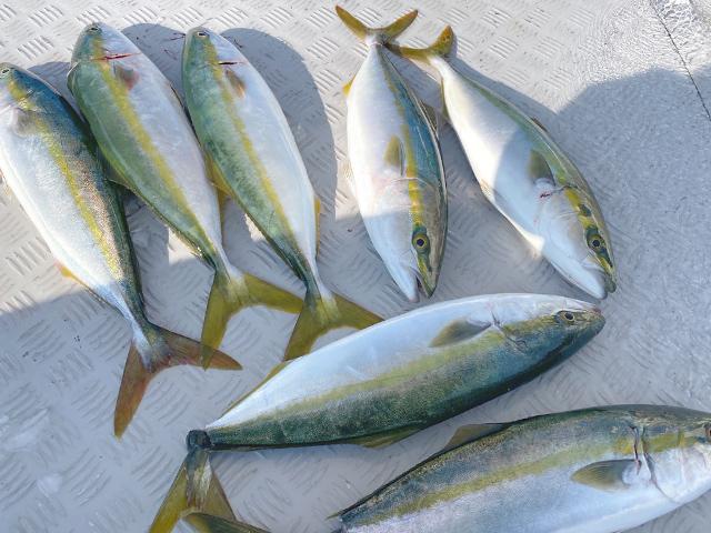 ◆午前◆落とし込み釣りプラン==エサの状況次第でタチウオ狙いになります==☆レンタルあり!お気軽にご乗船ください♪