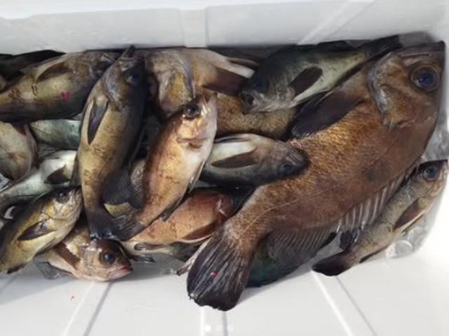 �᳤��Ⱦ���إ�Х����ץ�����������Τ���˾��ͥ��Ȥʤ�ޤ���