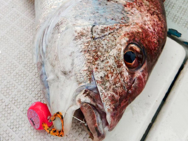 タイラバ釣りプラン