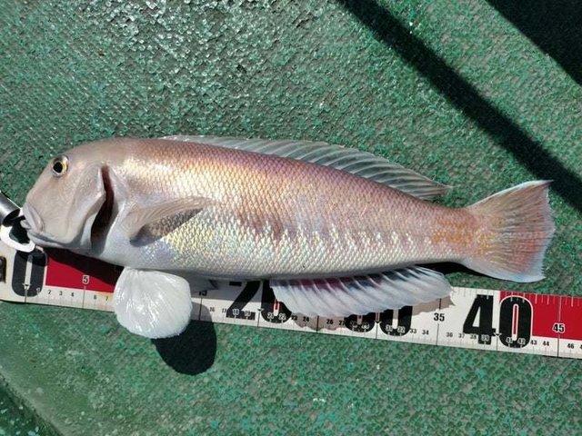 ��Ⱦ��6���֡ϥץ��