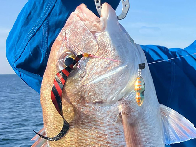 ●一日●タイラバ・旬のお魚(アマダイ)釣りプラン