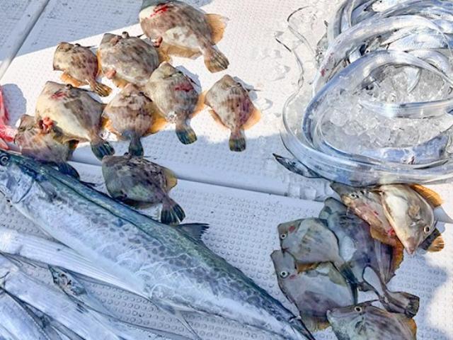 【土日祝】ご希望のターゲットなんでも!釣りプラン☆カワハギ・アマダイ・タチウオ等、船長にご相談ください☆