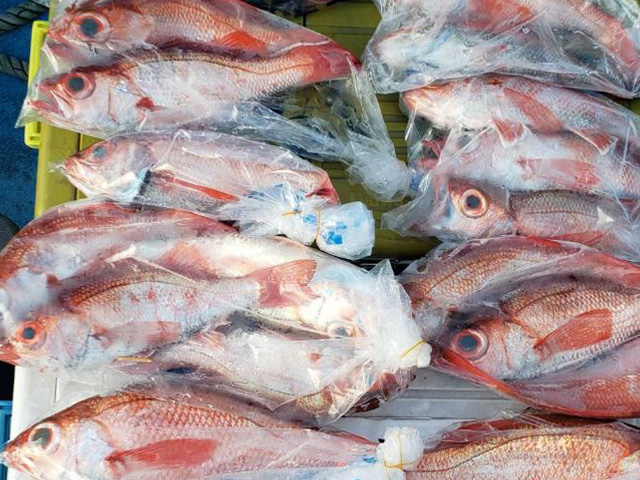 ������������������ץ���������