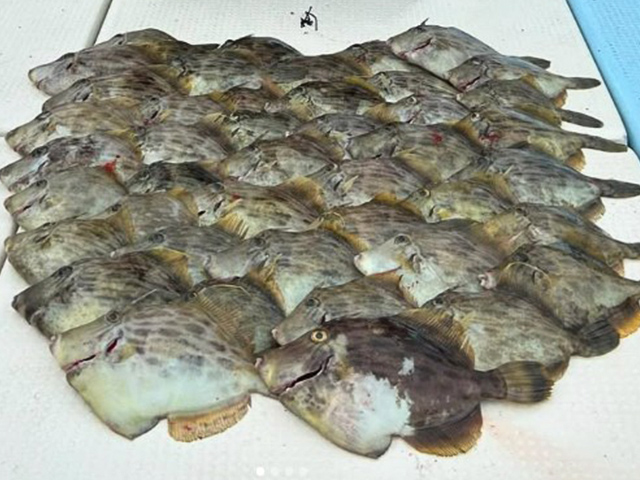 ◇平日◇カワハギ釣りプラン