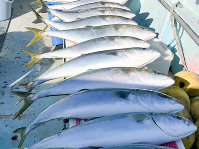 ワラサ・マダイ釣りプラン