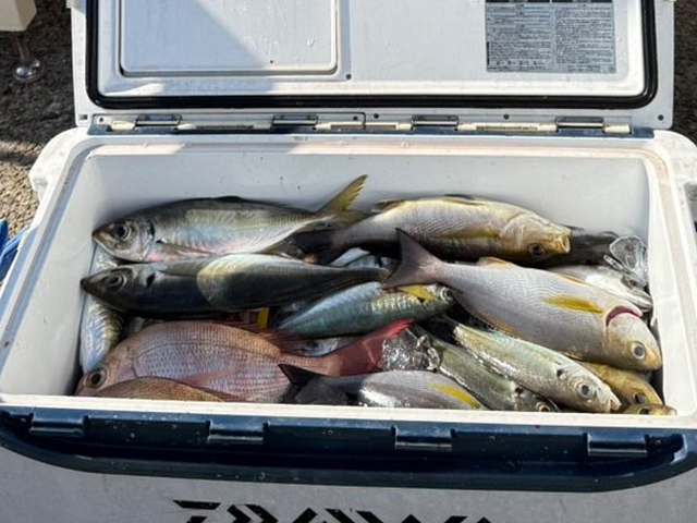 ������䥢�����������ץ���30cmĶ���Υ�������ñ�����ޤ���