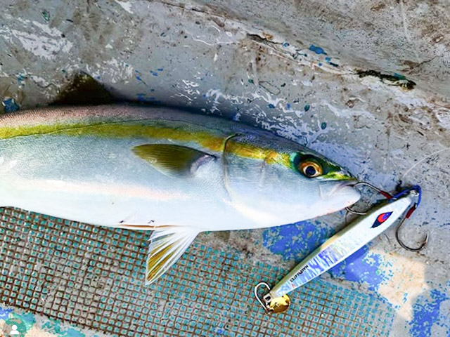 �������آ������󥰡ʥ᥸�����֥ꡦ����������&�����������ץ���Υޥ�OK��㥵�ӥ��ǥ������⡪��