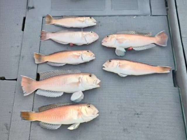 ����ǯ���������ޥ������ץ��