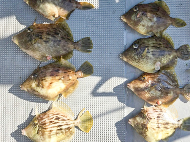 ����ϥ����ץ��