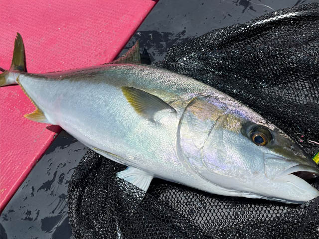 キャスティング│<1Day>プラン※釣り場により料金が異なります(近海11,000円〜)
