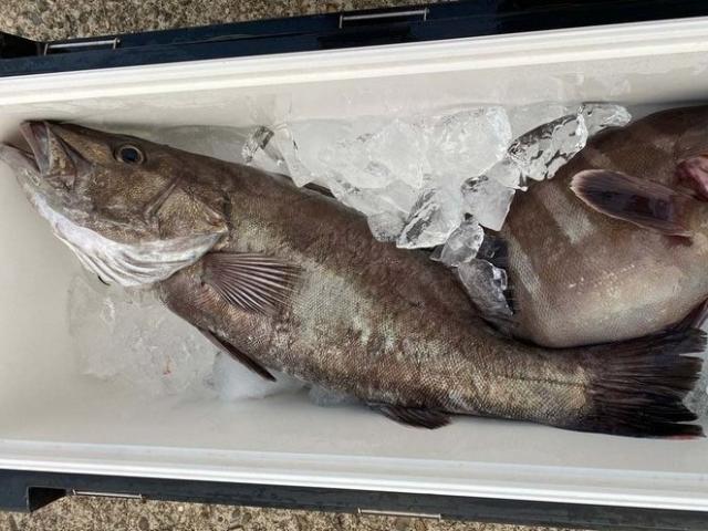 ���饸�������ץ��