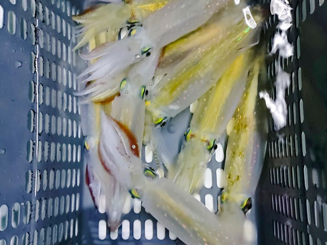 �������������������ᥤ�����ץ��