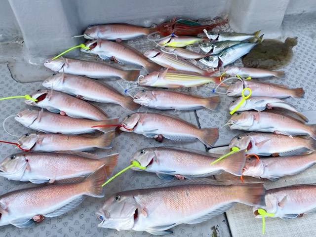 【ミタチ丸】釣果例