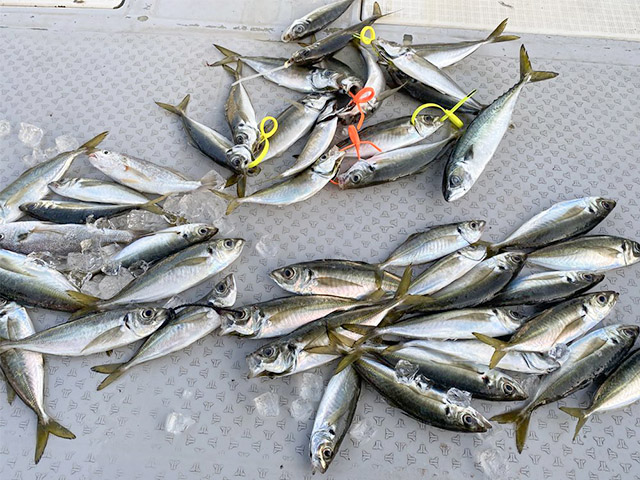 【ミタチ丸】釣果例