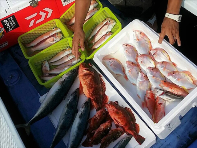 【天陽丸】様々な美味しい魚が釣れます！