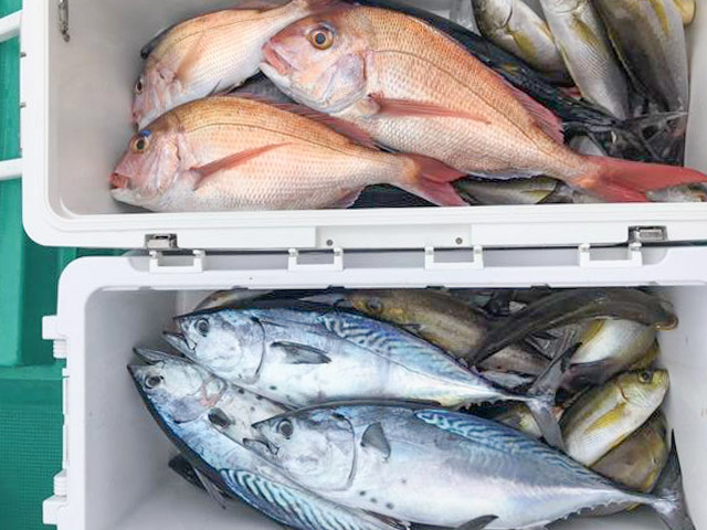 【のぞみ丸】マダイ五目