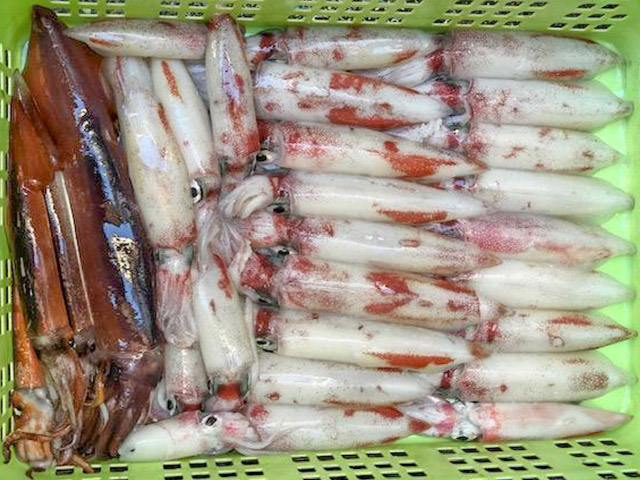 【のぞみ丸】アカイカ釣り