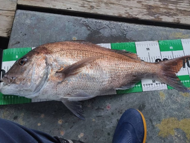 【泉漁丸】後方釣り席