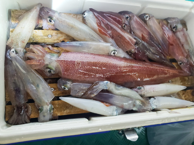 【福寿丸-地島-】イカ釣りの釣果