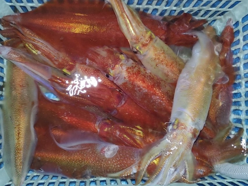 【海正丸】大漁イカ釣果