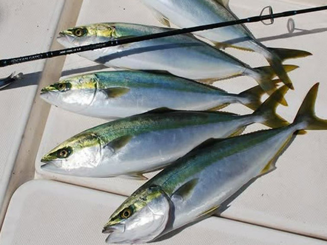 FISHING FOOLۥ㥹ƥ󥰤