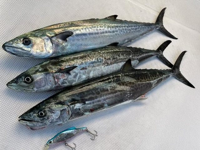 FISHING FOOLۥ