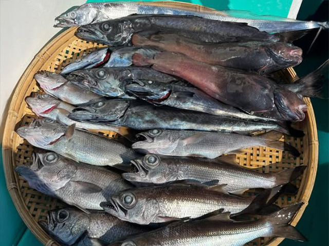 【太一丸】釣果例