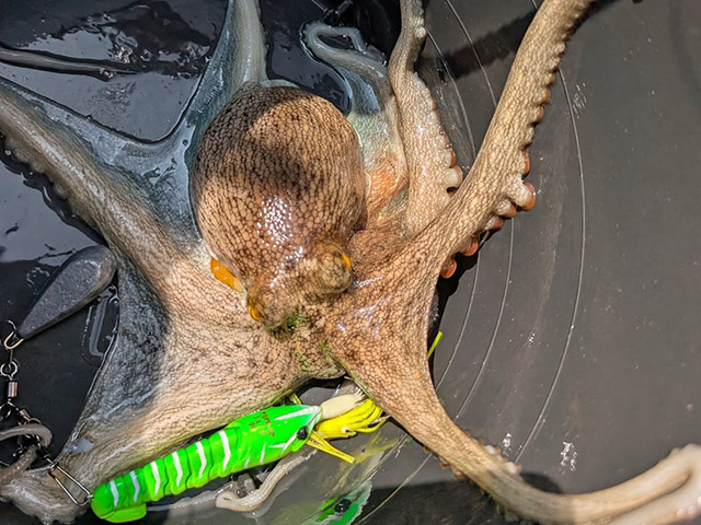 �ڥ������������ɥ����ӥ��ۥޥ���