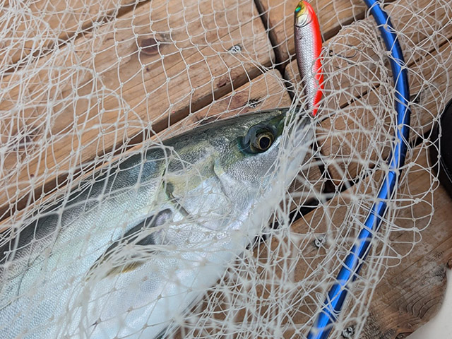 �ڥ������������ɥ����ӥ�����ʪ