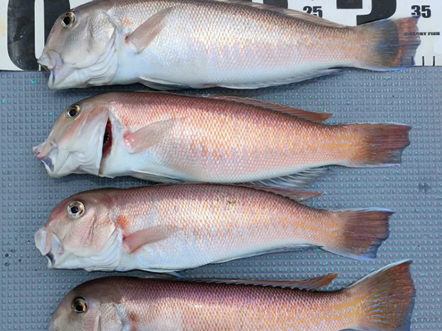 【第一寿丸】釣果例