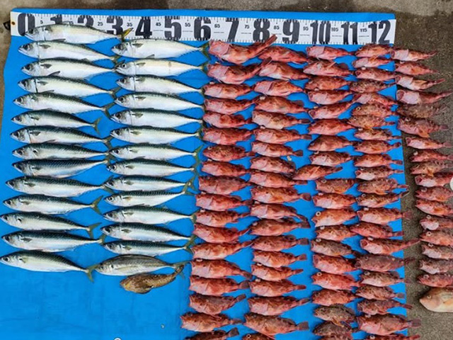 【第一寿丸】釣果例