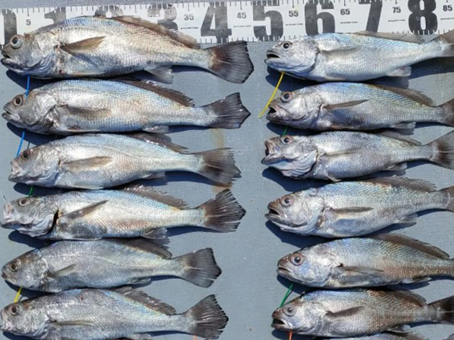 【第一寿丸】釣果例