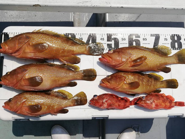 【第一寿丸】釣果例