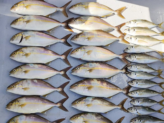 【第一寿丸】釣果例