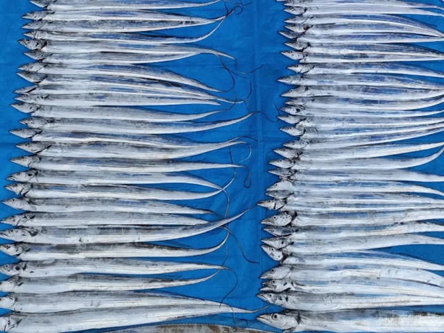 【第一寿丸】釣果例