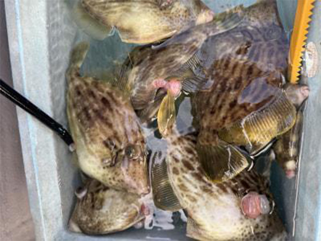 【松っちゃん丸】カワハギ釣り